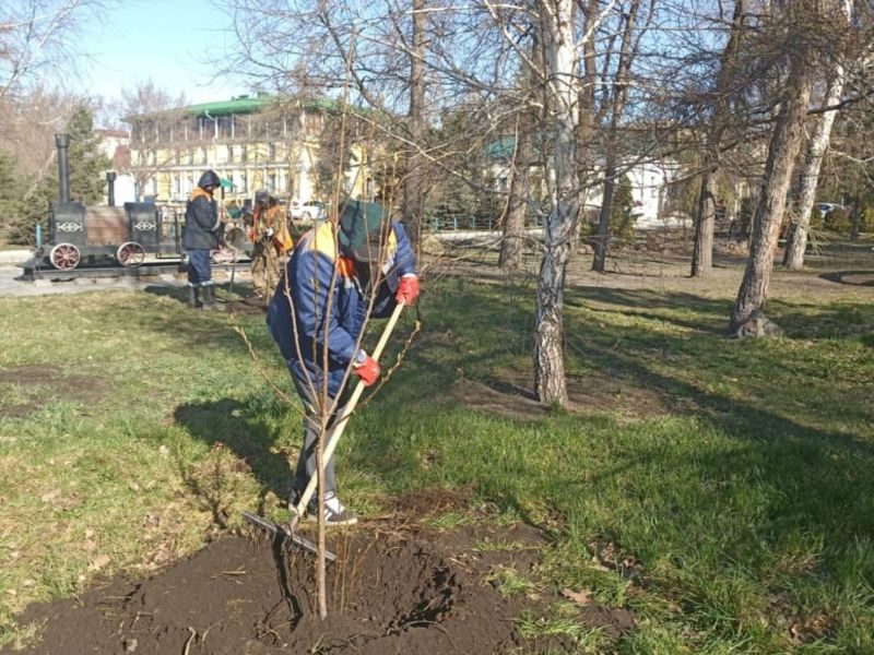 Сегодня на Набережной Тухачевского сотрудники Управления дорожного хозяйства и благоустройства приступили к высадке деревьев и кустарников.