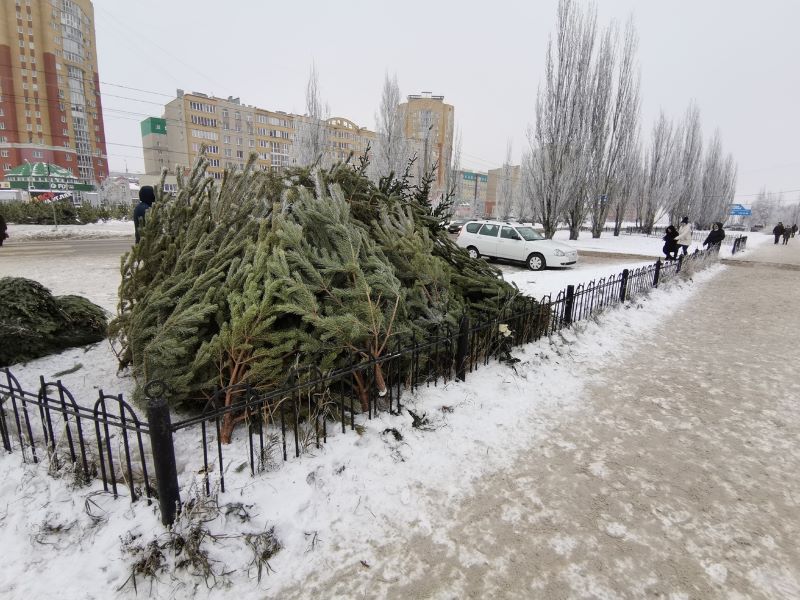 В Кировском округе состоялся аукцион по размещению елочных базаров.