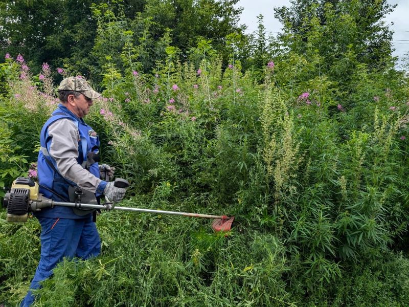 В Омске проходят мероприятия по уничтожению дикорастущей конопли.