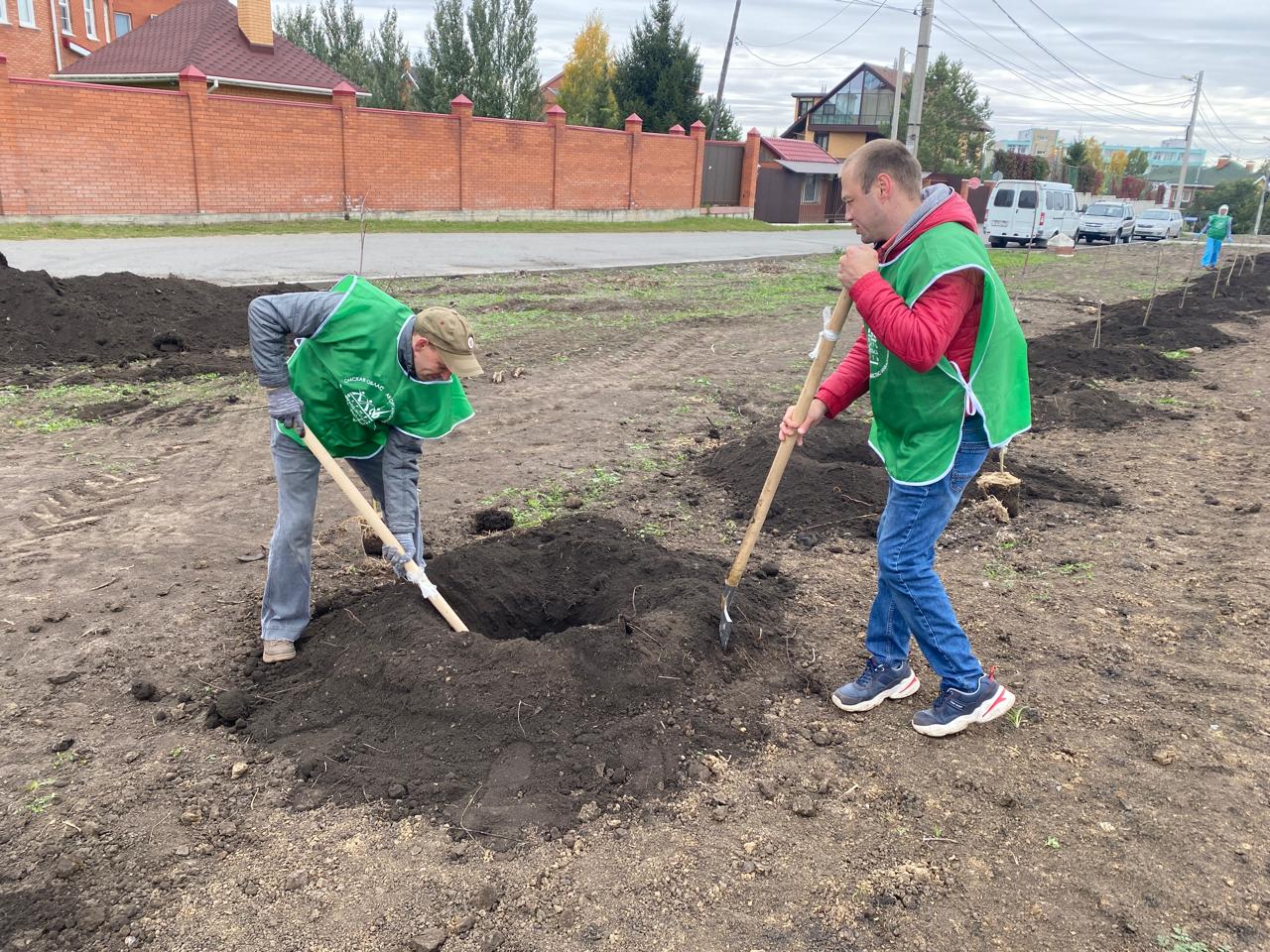 В сквере Суворова высадили 55 саженцев канадского клена.