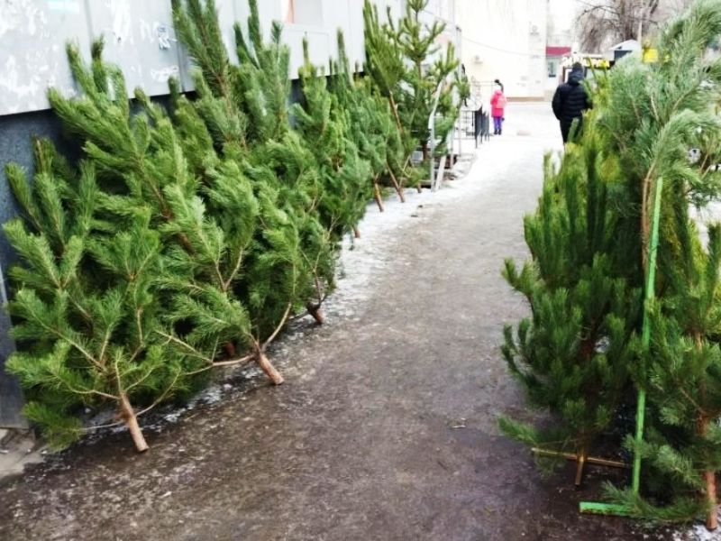 В Октябрьском округе определили места елочных базаров.