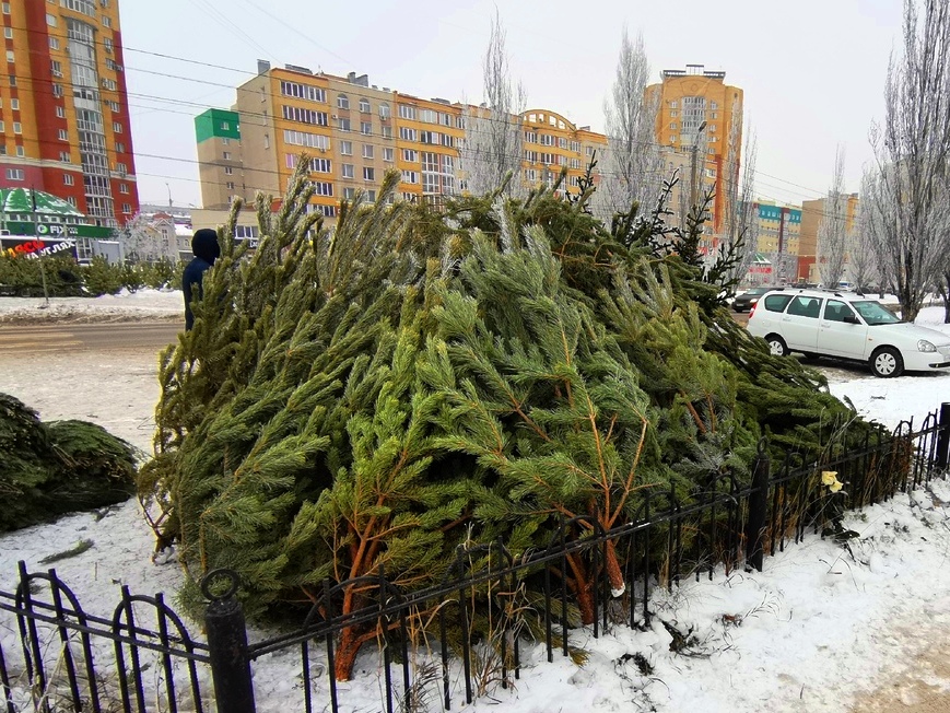 На территории Левобережья действует 23 елочных базара.