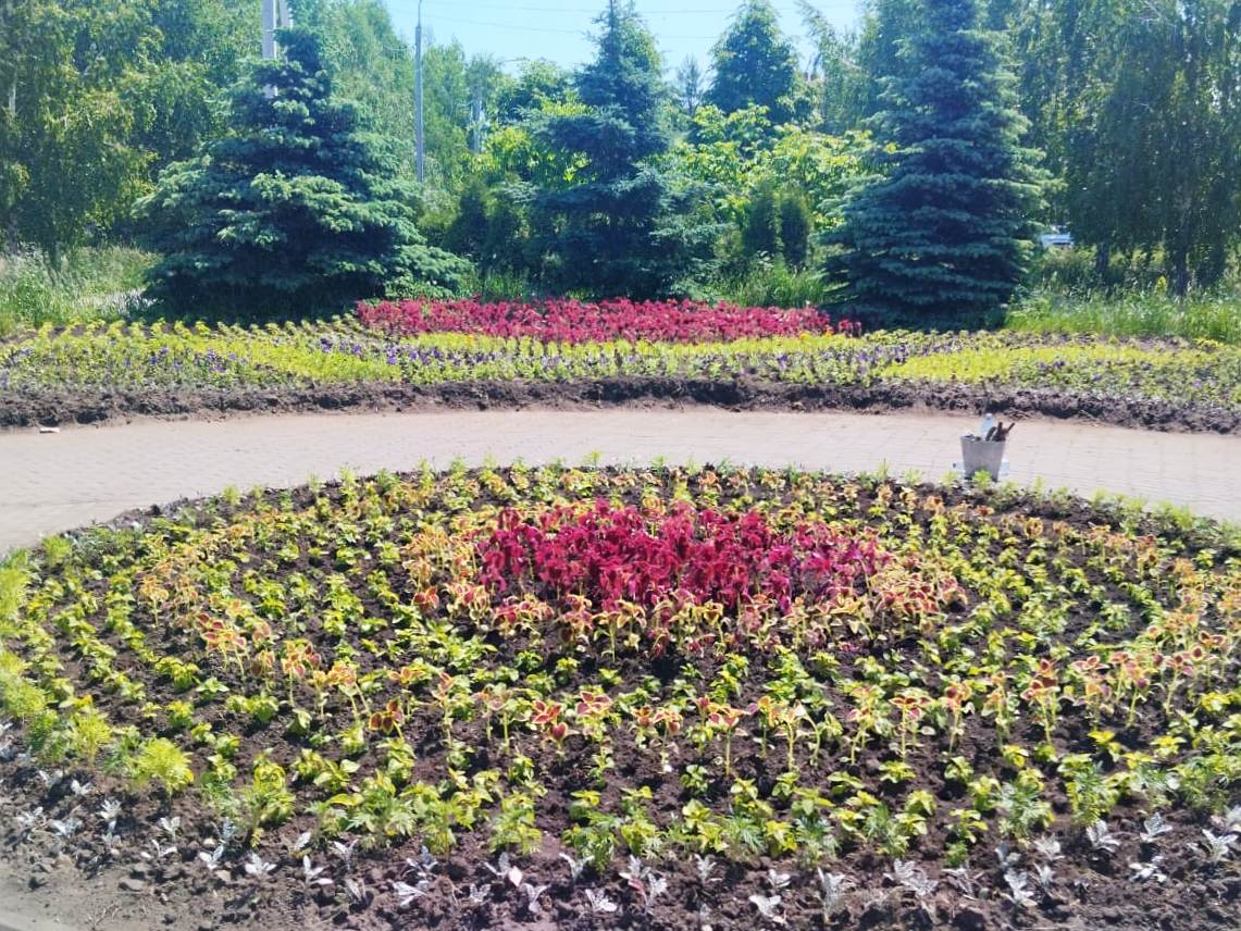 Омские агрономы высадили более 400 тысяч цветов.