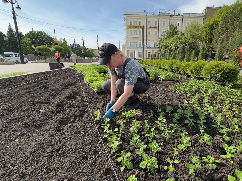 В Омске за день высадили 20 тысяч цветов.