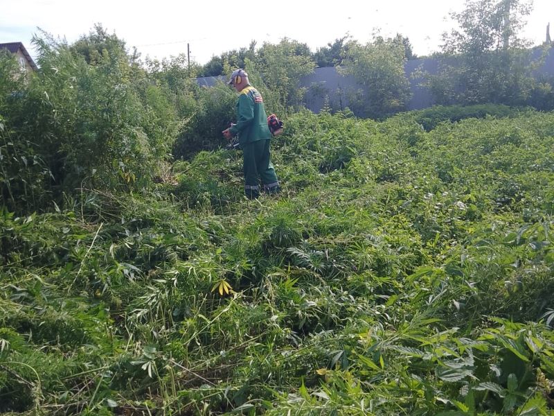 В Омске продолжаются рейды по уничтожению дикорастущей конопли.