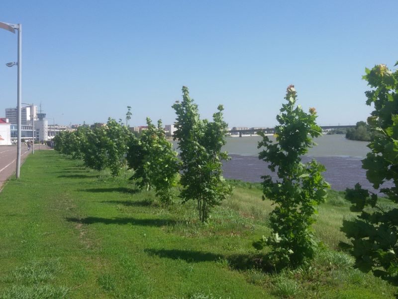 В Омске закупают деревья для осенних посадок.