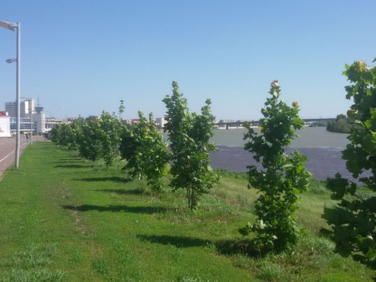 В Омске закупают деревья для осенних посадок. В Омске закупают деревья для осенних посадок.