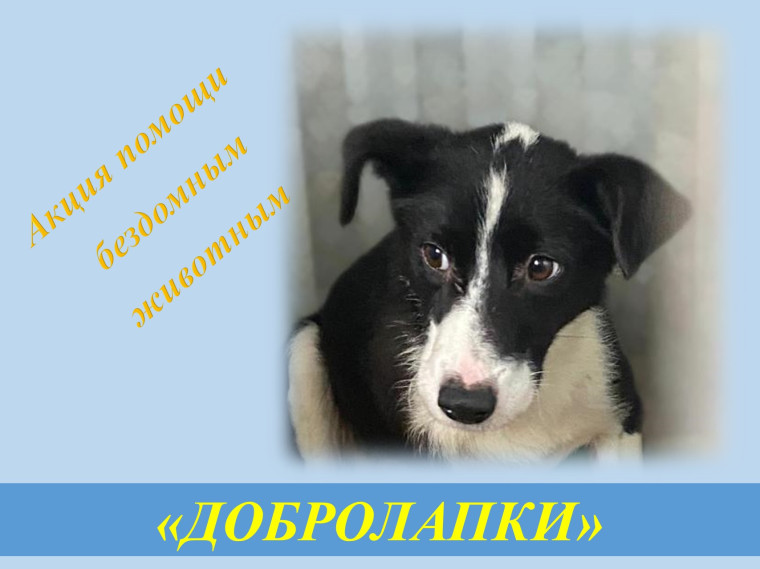В Кировском округе стартовала акция помощи бездомным животным «ДОБРОЛАПКИ».
